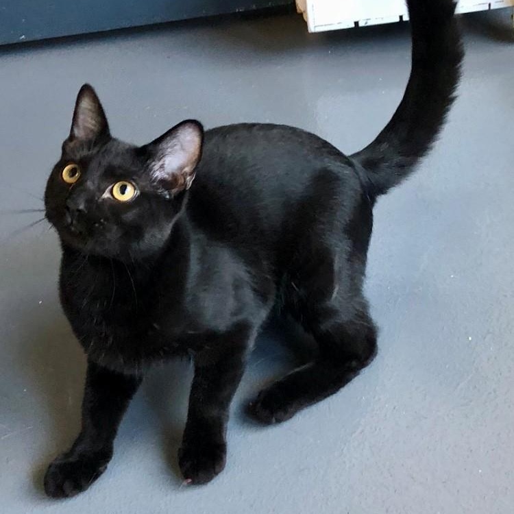 Salem, Adopted, Kitten Male Domestic Short Hair.