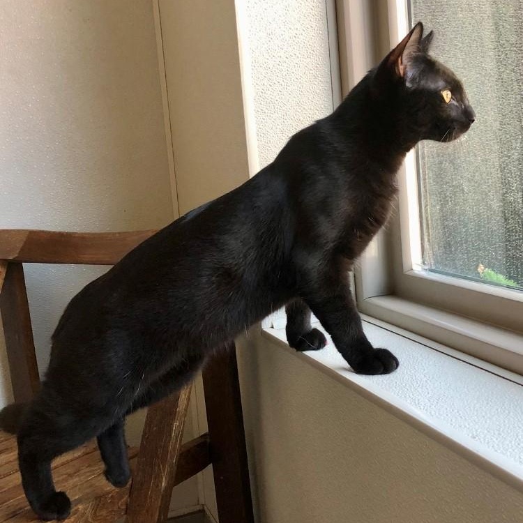 Enlarge Salem, a Adopted Domestic Short Hair in Lodi, CA image 2/2