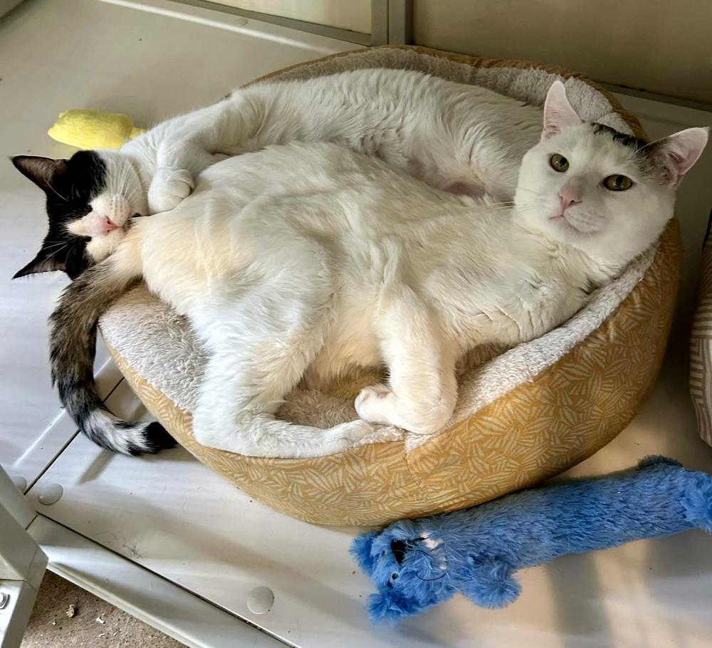 Deli, Adoptable, Adult Male Domestic Short Hair.