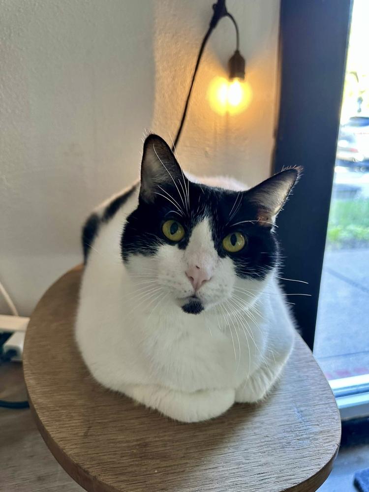 Deli, a Adoptable Domestic Short Hair in Ferndale, MI image 2/6
