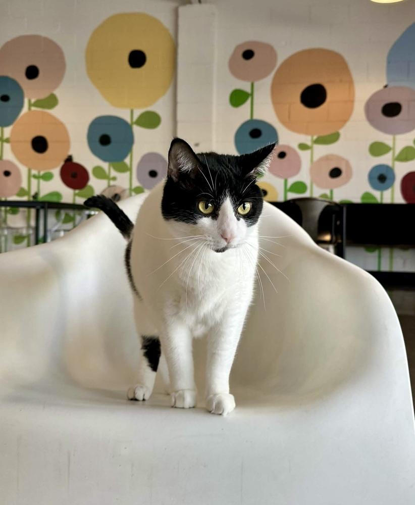 Deli, a Adoptable Domestic Short Hair in Ferndale, MI image 3/6