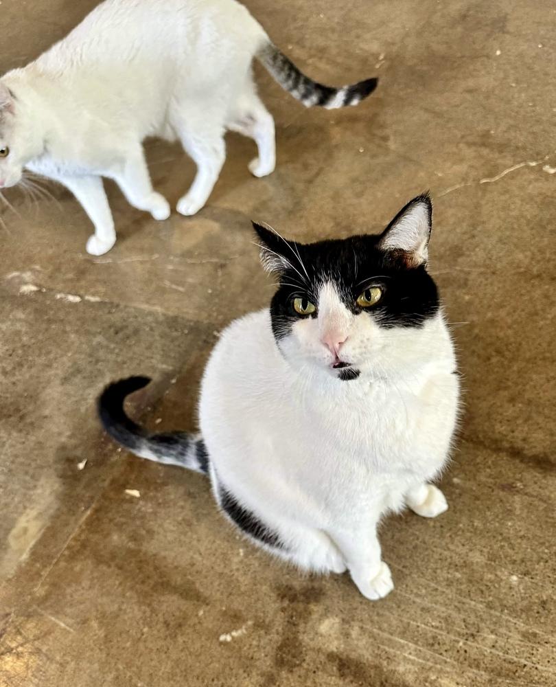 Deli, a Adoptable Domestic Short Hair in Ferndale, MI image 5/6