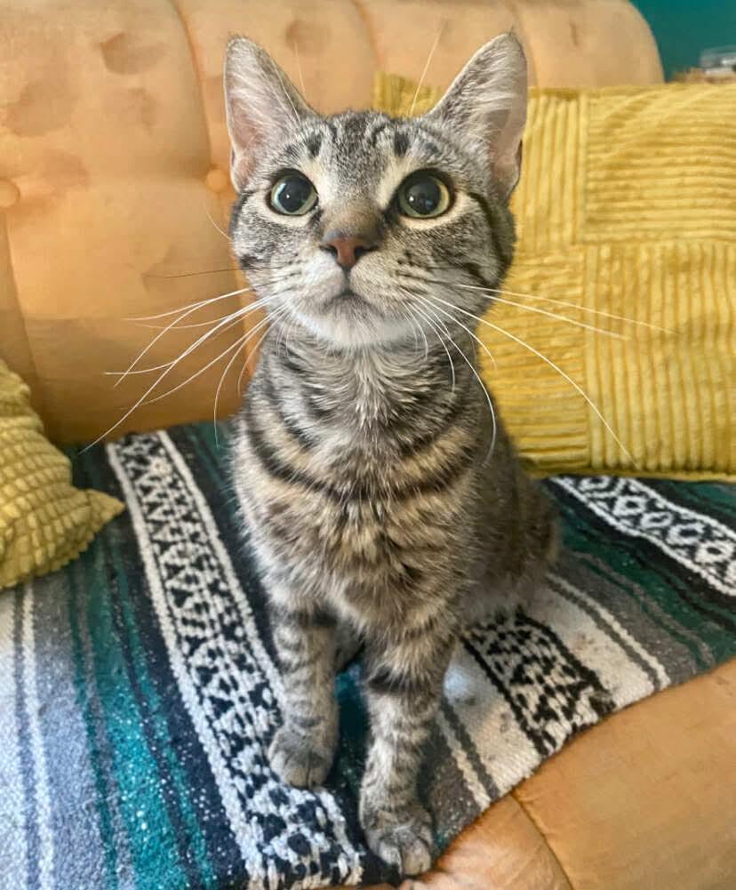 SWEETUMS, Adopted, Young Female Domestic Short Hair.