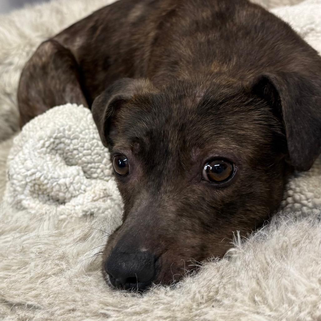 Enlarge Phillis, a Adoptable mixed breed in Fresno, CA image 1/6