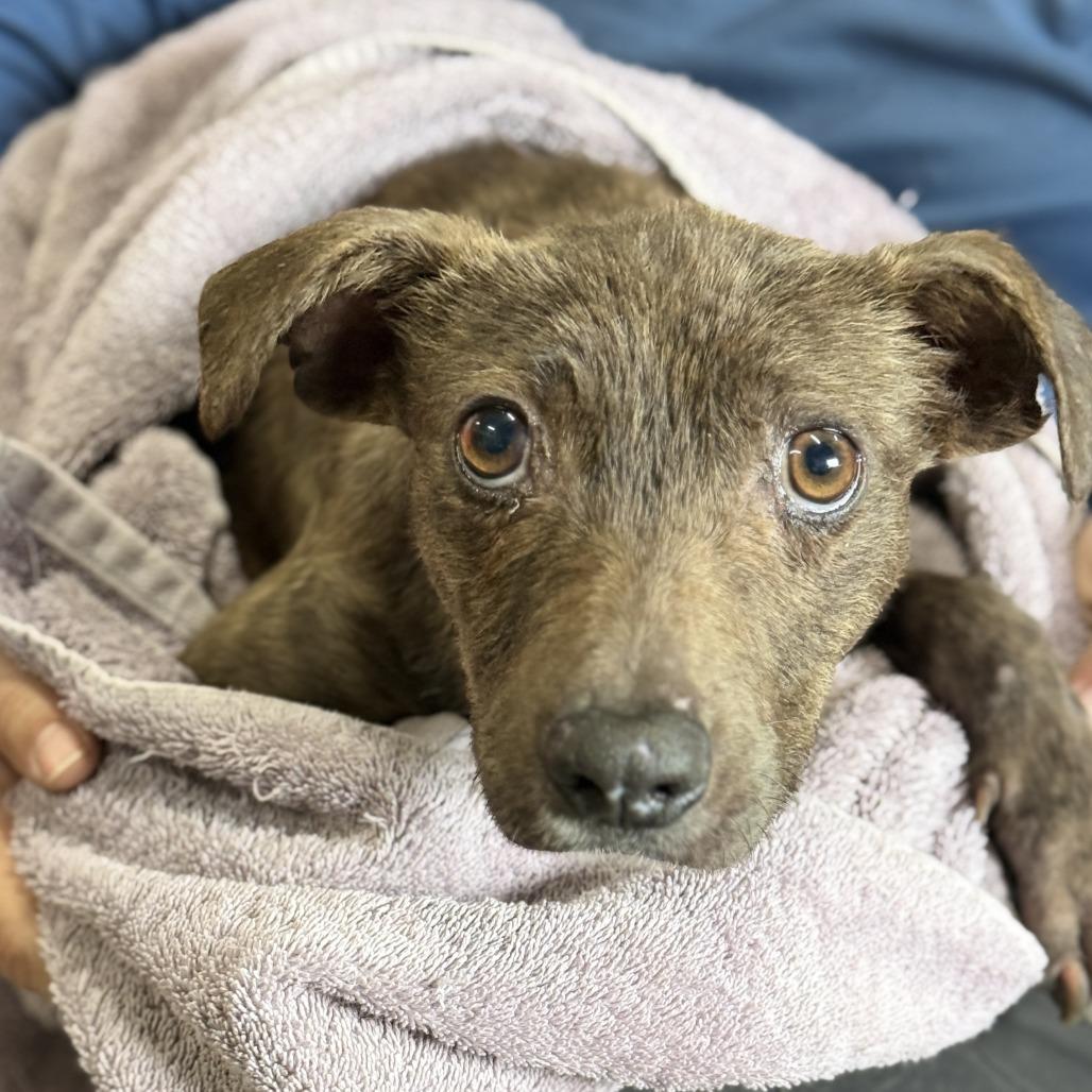 Enlarge Phillis, a Adoptable mixed breed in Fresno, CA image 2/6