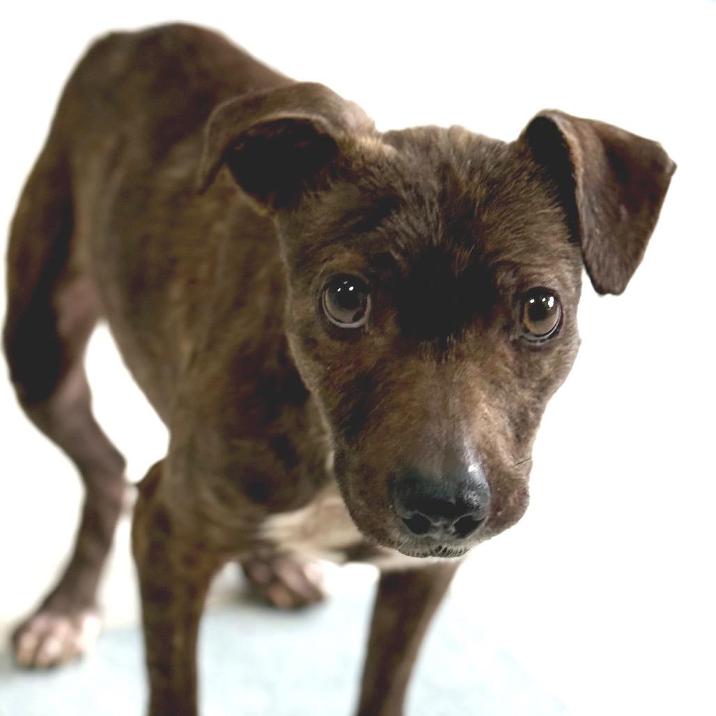 Enlarge Phillis, a Adoptable mixed breed in Fresno, CA image 3/6