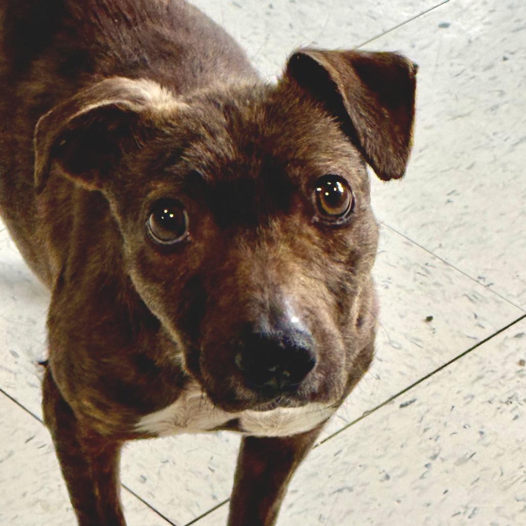 Enlarge Phillis, a Adoptable mixed breed in Fresno, CA image 4/6