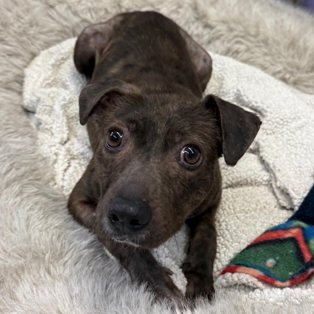 Enlarge Phillis, a Adoptable mixed breed in Fresno, CA image 5/6