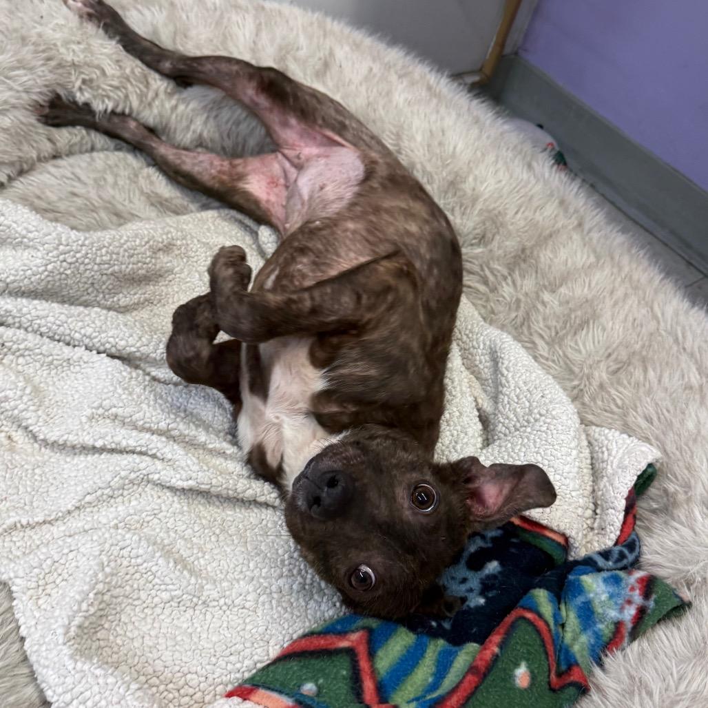 Enlarge Phillis, a Adoptable mixed breed in Fresno, CA image 5/6