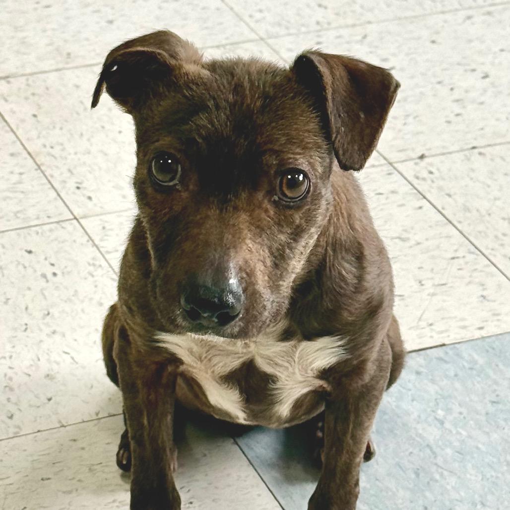 Enlarge Phillis, a Adoptable mixed breed in Fresno, CA image 6/6