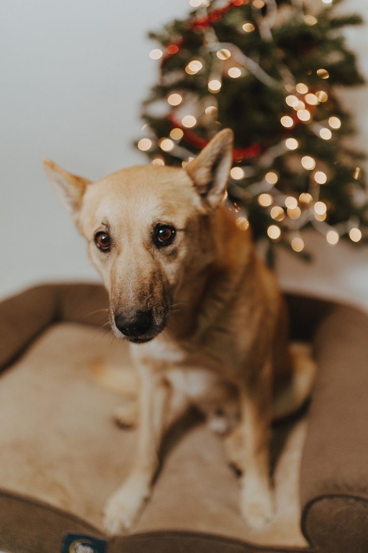 Bowie, Adoptable, Adult Male Carolina Dog & Black Mouth Cur.