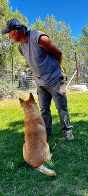 Bowie, a Adoptable mixed breed in Durango, CO image 2/11