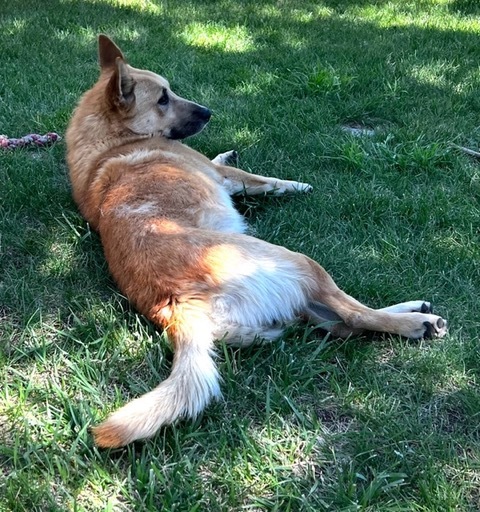 Bowie, a Adoptable mixed breed in Durango, CO image 3/11