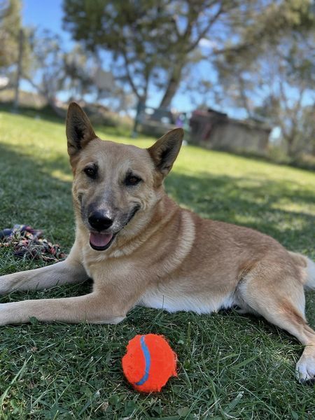 Bowie, a Adoptable mixed breed in Durango, CO image 4/11