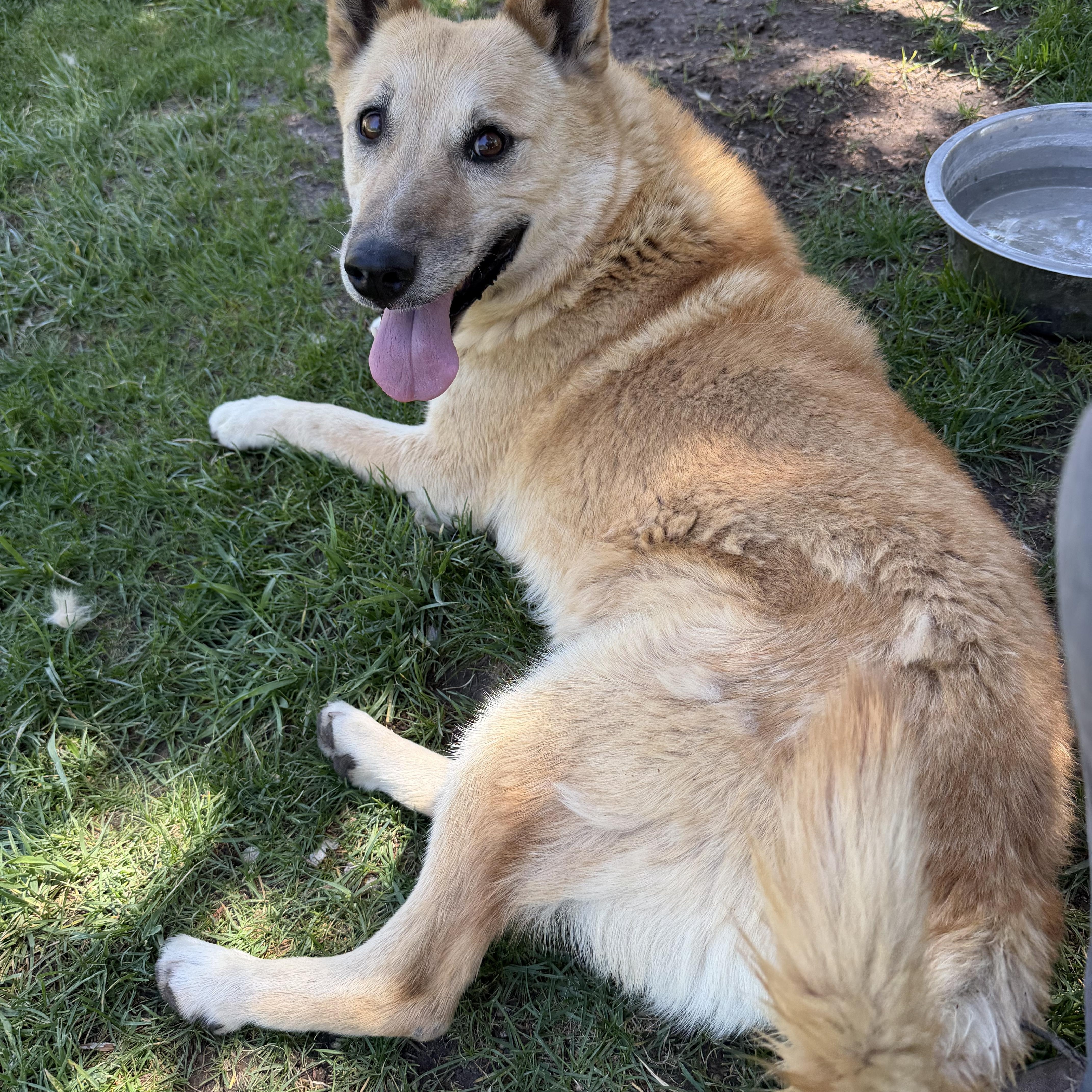Bowie, Adoptable, Adult Male Carolina Dog & Black Mouth Cur.
