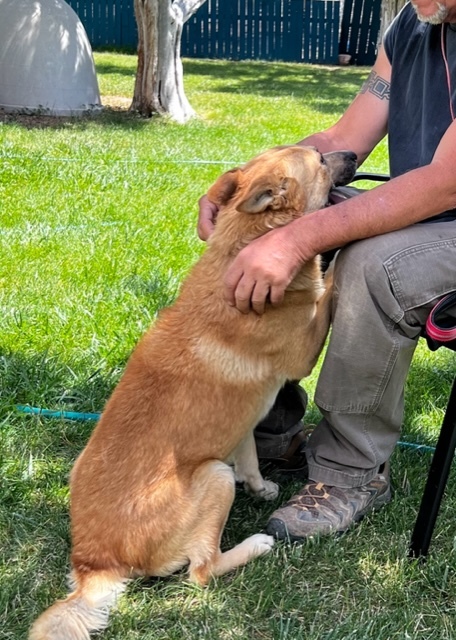 Bowie, a Adoptable mixed breed in Durango, CO image 5/11
