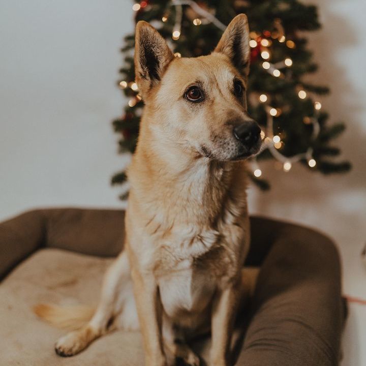 Bowie, a Adoptable mixed breed in Durango, CO image 6/11
