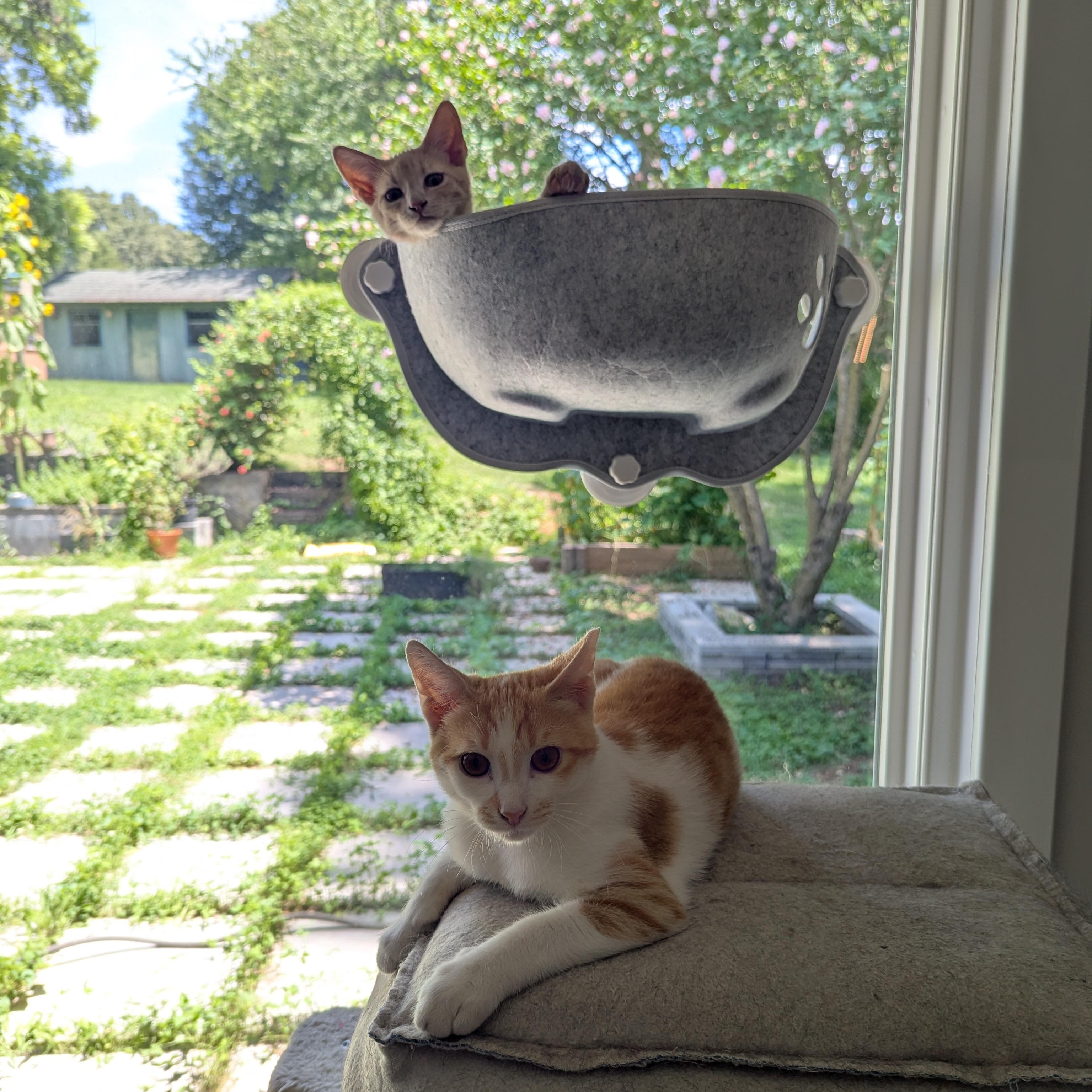 Enlarge Tuna and Olive, a Adoptable Domestic Short Hair in Charlotte, NC image 1/6