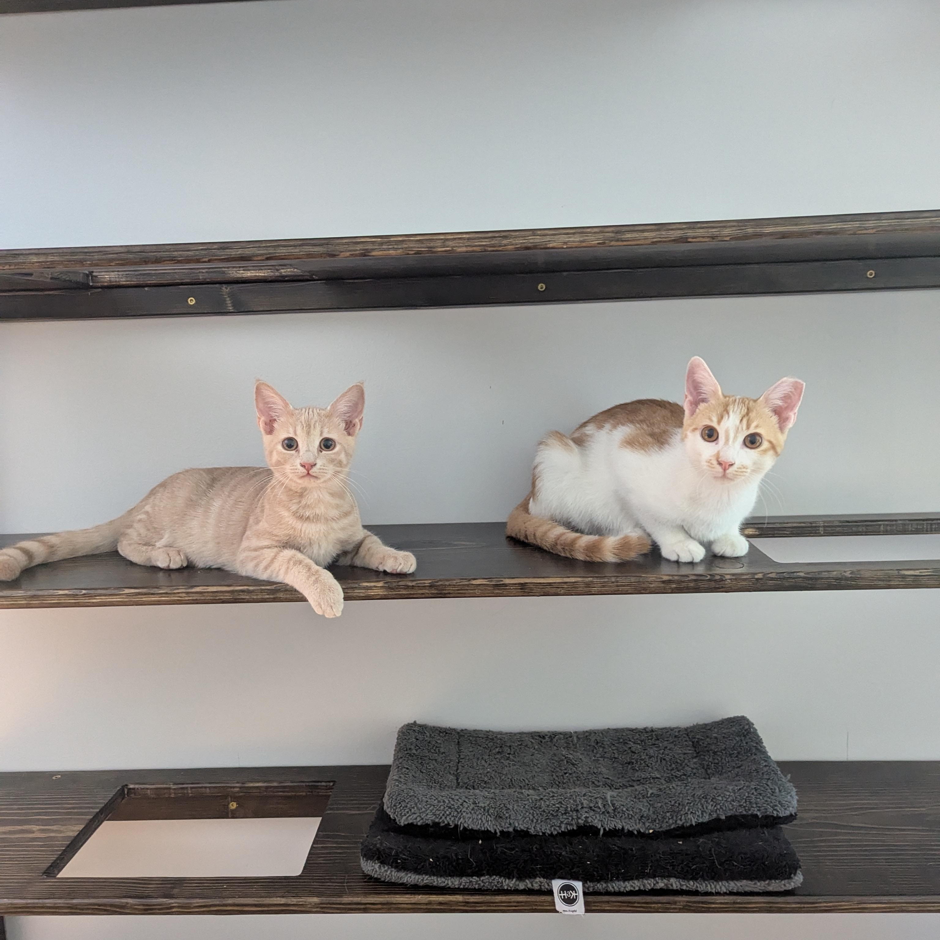 Enlarge Tuna and Olive, a Adoptable Domestic Short Hair in Charlotte, NC image 2/6