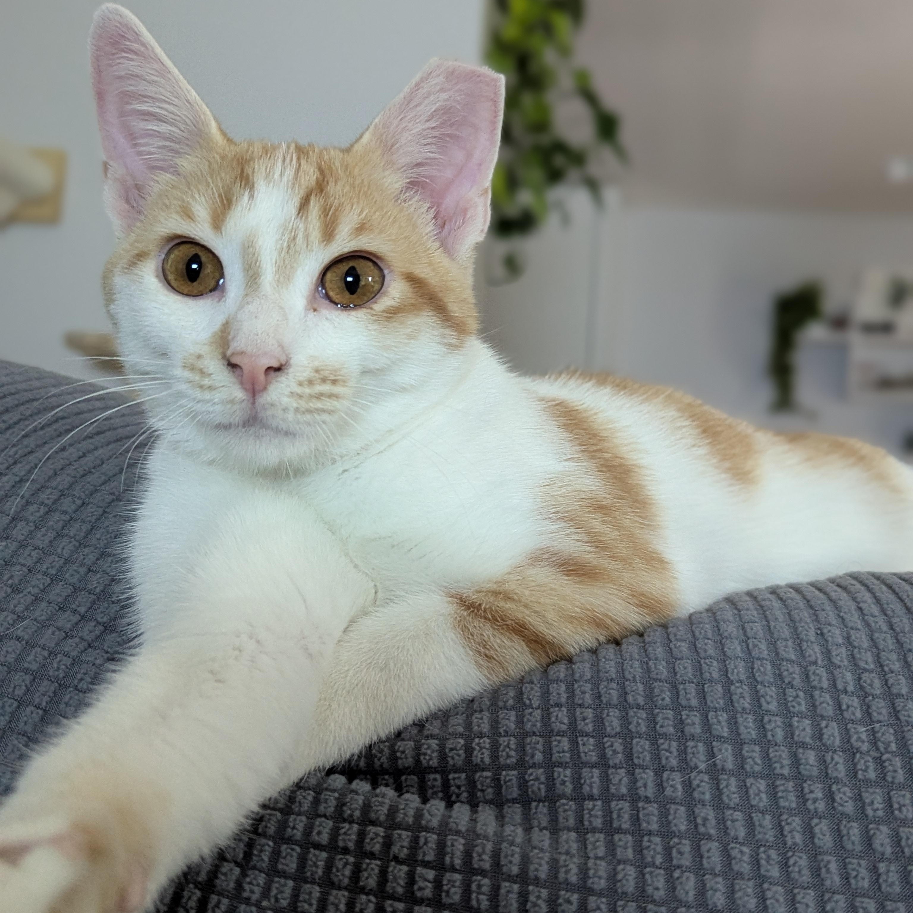 Enlarge Tuna and Olive, a Adoptable Domestic Short Hair in Charlotte, NC image 3/6