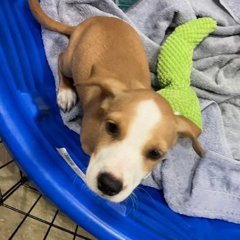 Miner, Adoptable, Puppy Male Mixed Breed & Mixed Breed.