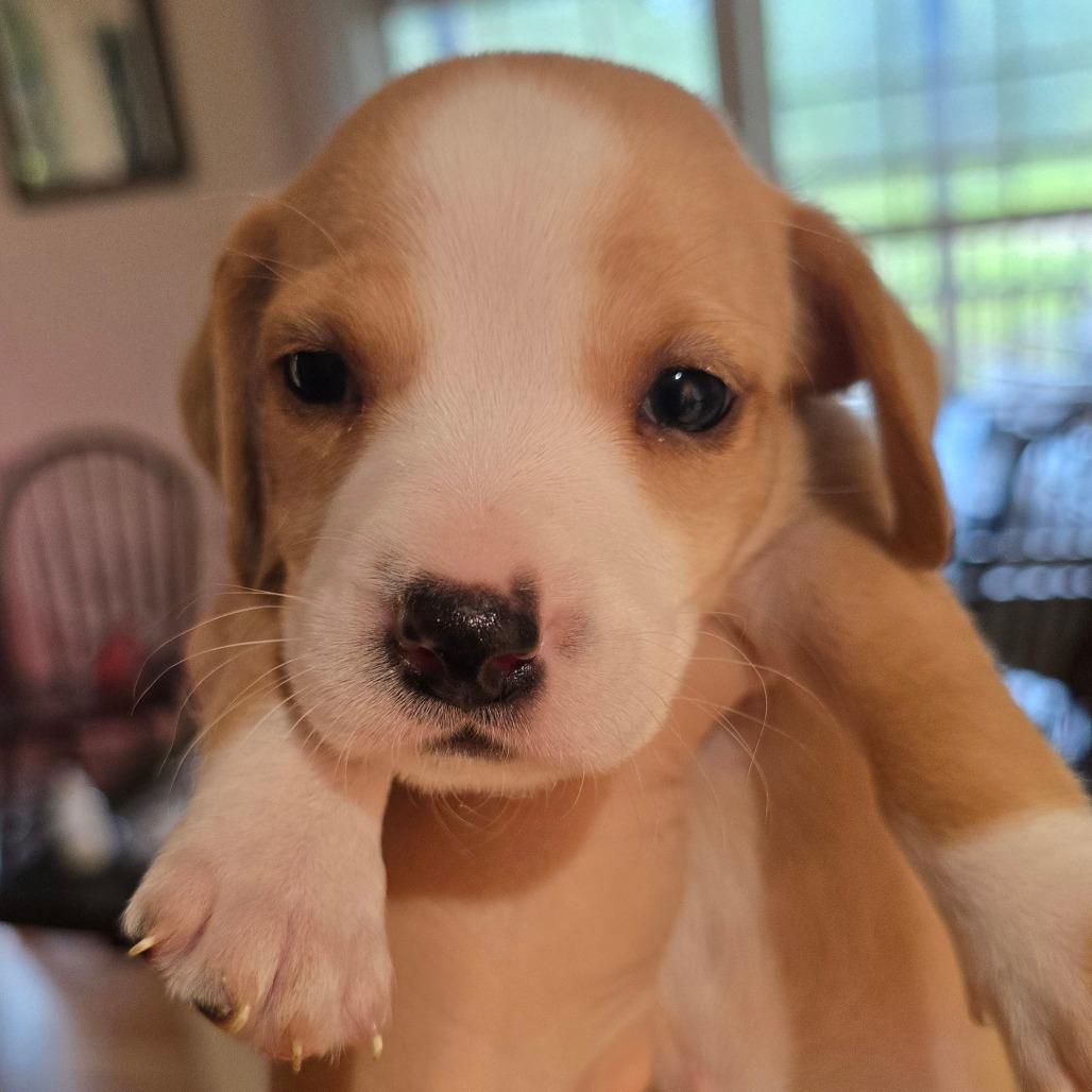 Enlarge Miner, a Adoptable mixed breed in Williston, FL image 2/4