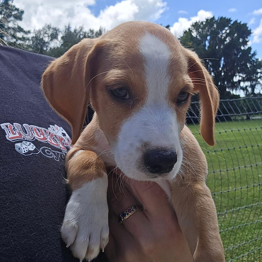 Enlarge Miner, a Adoptable mixed breed in Williston, FL image 3/4