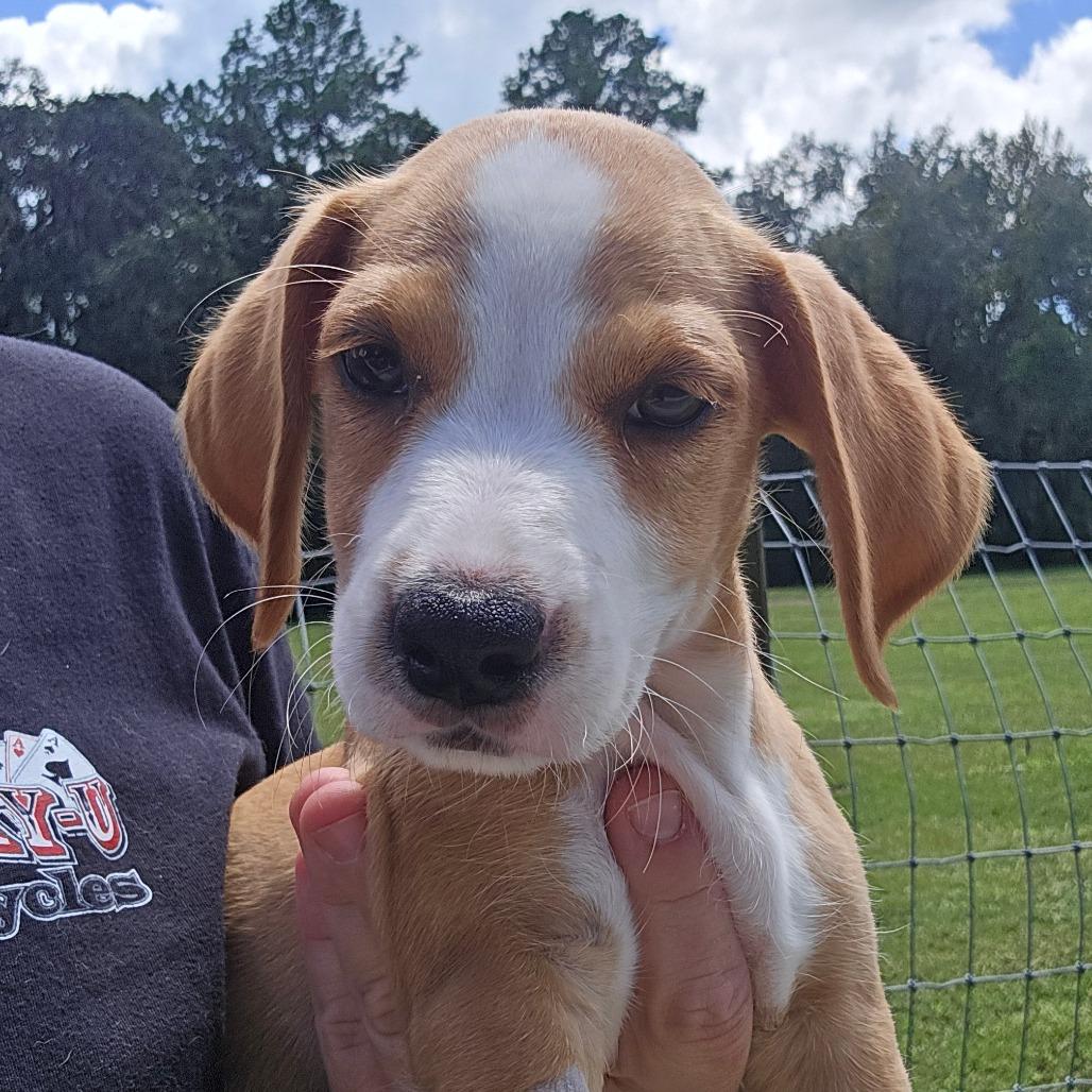 Enlarge Miner, a Adoptable mixed breed in Williston, FL image 4/4
