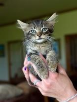 Chewie, an adoptable Domestic Long Hair in El Reno, OK, 73036 | Photo Image 1