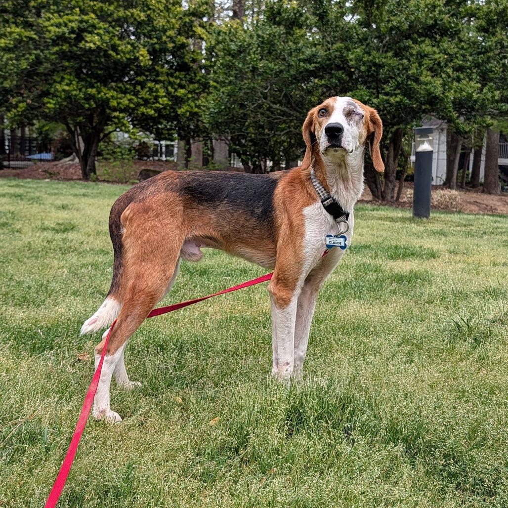 Enlarge Claude, a Adoptable Hound in Wake Forest, NC image 1/6