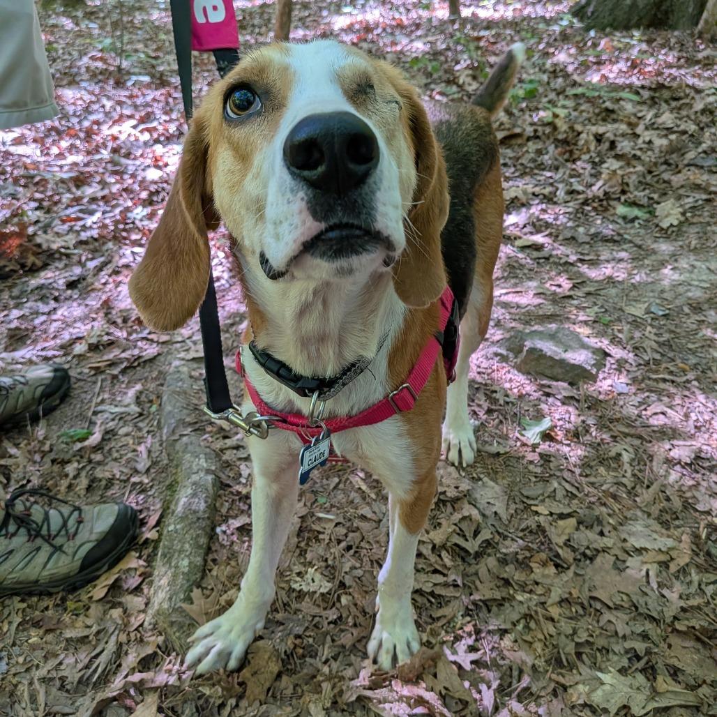 Enlarge Claude, a Adoptable Hound in Wake Forest, NC image 2/6
