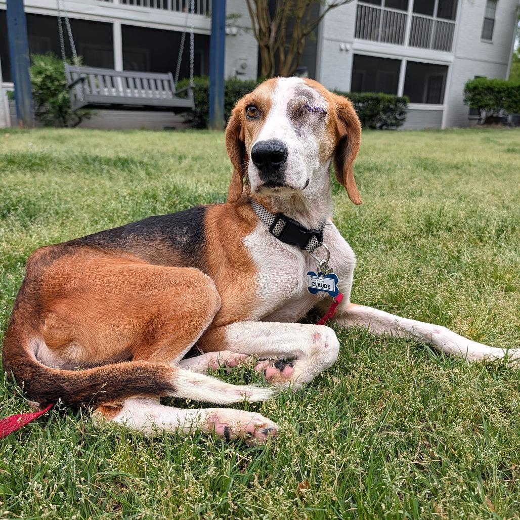 Enlarge Claude, a Adoptable Hound in Wake Forest, NC image 3/6