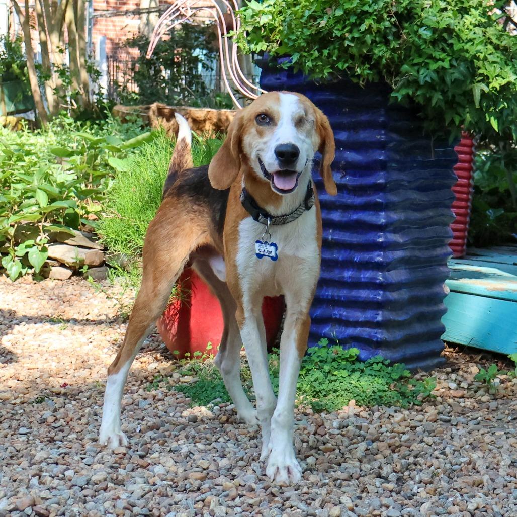 Enlarge Claude, a Adoptable Hound in Wake Forest, NC image 4/6