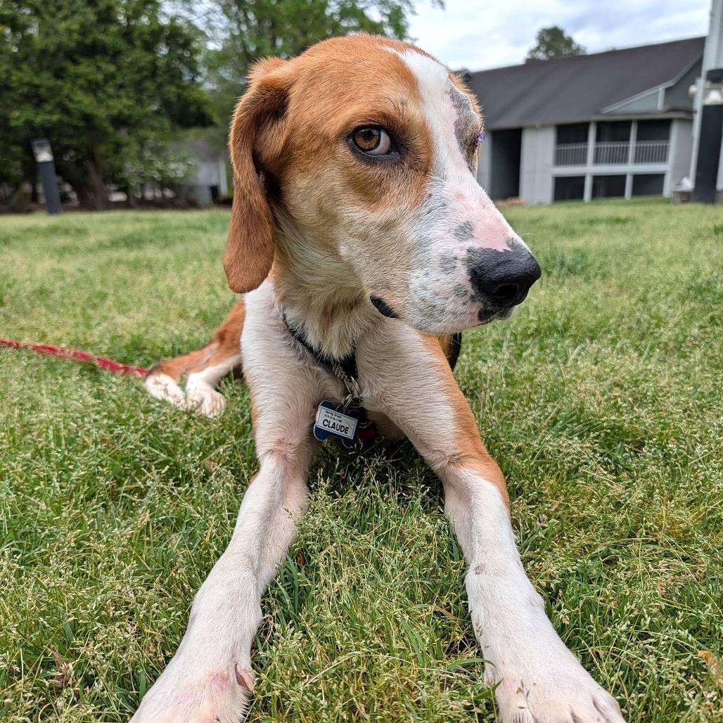 Enlarge Claude, a Adoptable Hound in Wake Forest, NC image 5/6