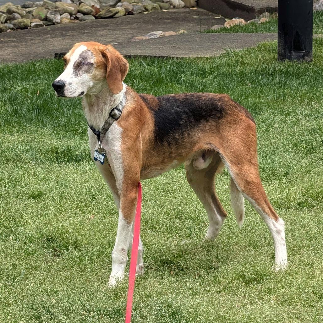 Enlarge Claude, a Adoptable Hound in Wake Forest, NC image 6/6