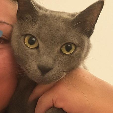 Clyde, Adoptable, Adult Female Domestic Short Hair.