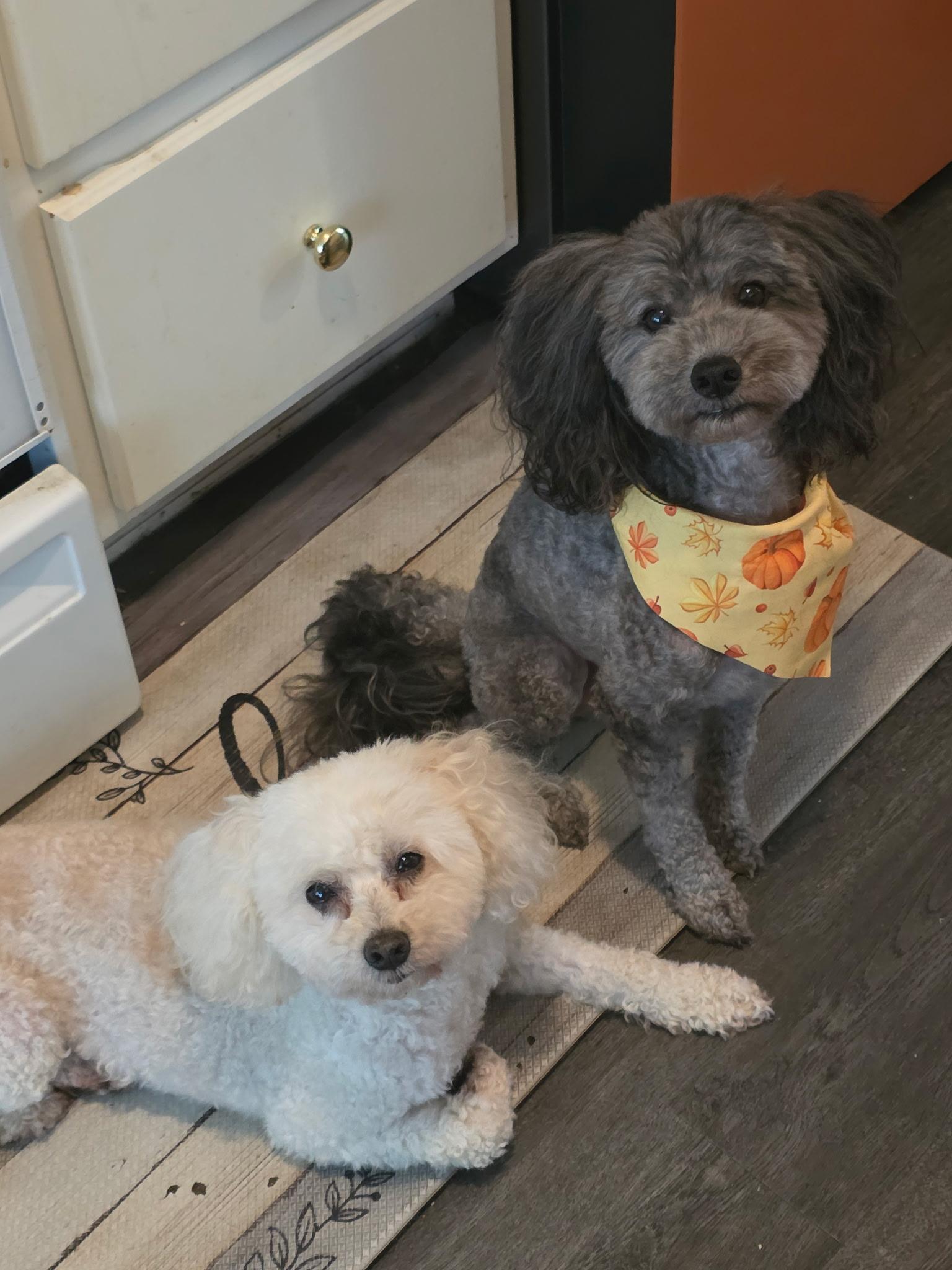Cooper & Riley, an adoptable Maltipoo in Jeffersonville, IN, 47130 | Photo Image 4