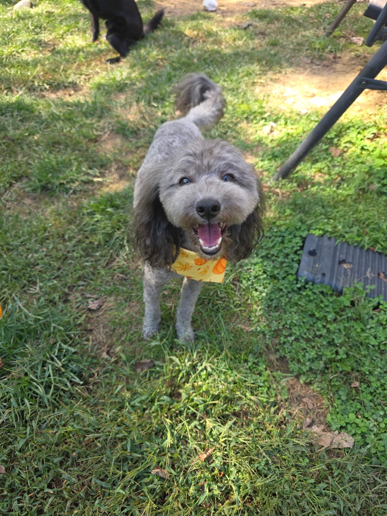 Cooper & Riley, an adoptable Maltipoo in Jeffersonville, IN, 47130 | Photo Image 5