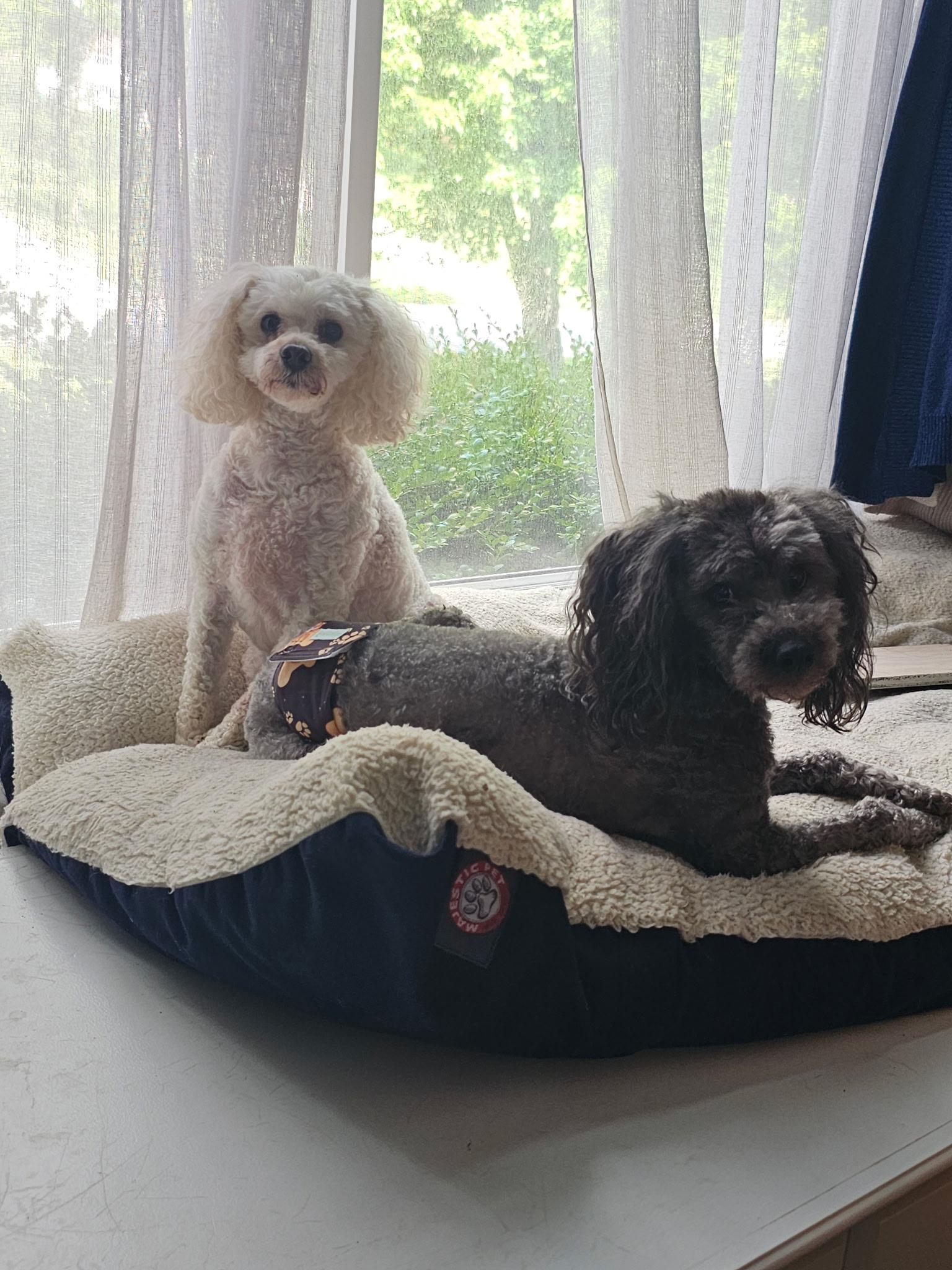 Cooper & Riley, an adoptable Maltipoo in Jeffersonville, IN, 47130 | Photo Image 1
