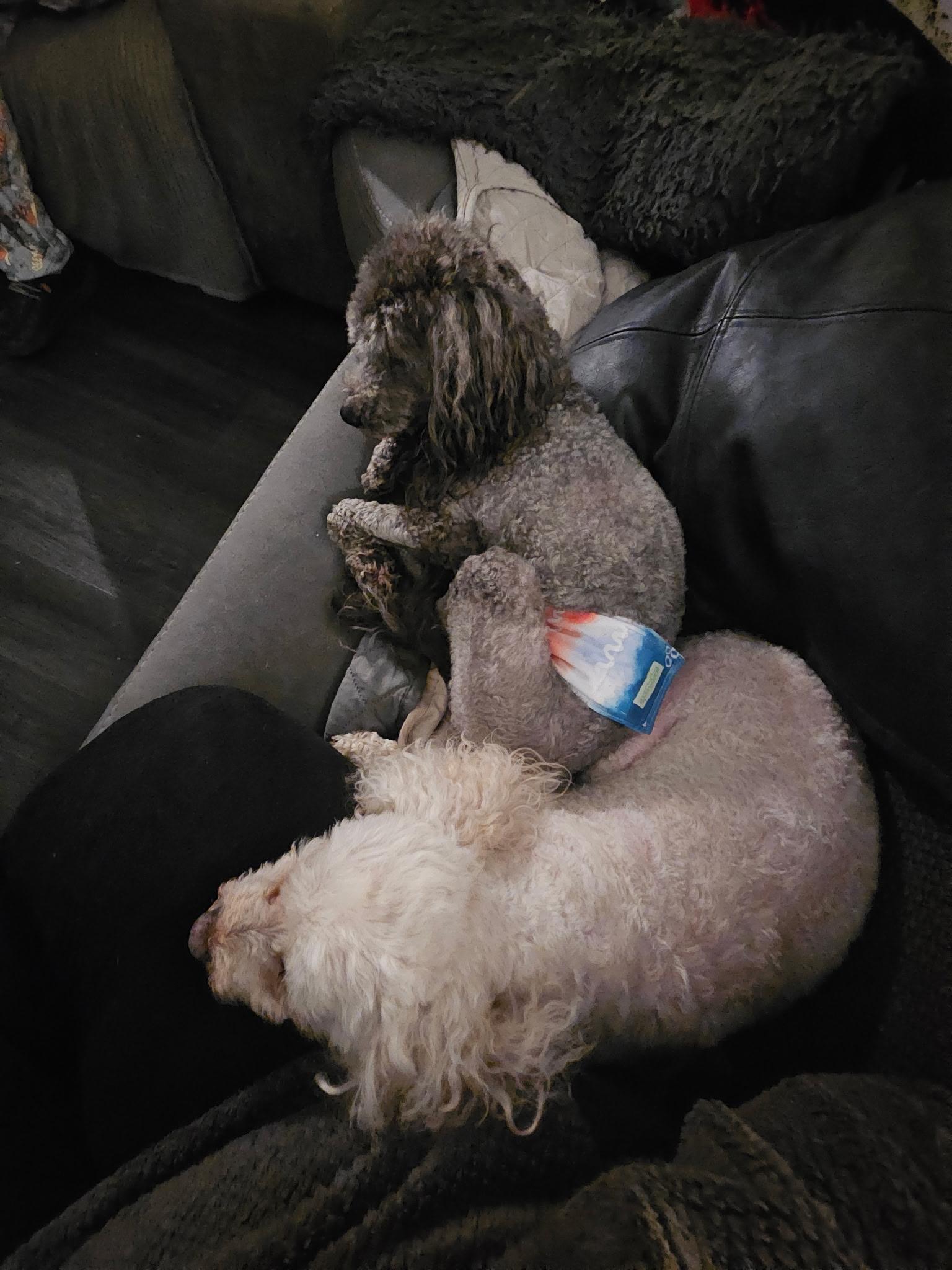 Cooper & Riley, an adoptable Maltipoo in Jeffersonville, IN, 47130 | Photo Image 3