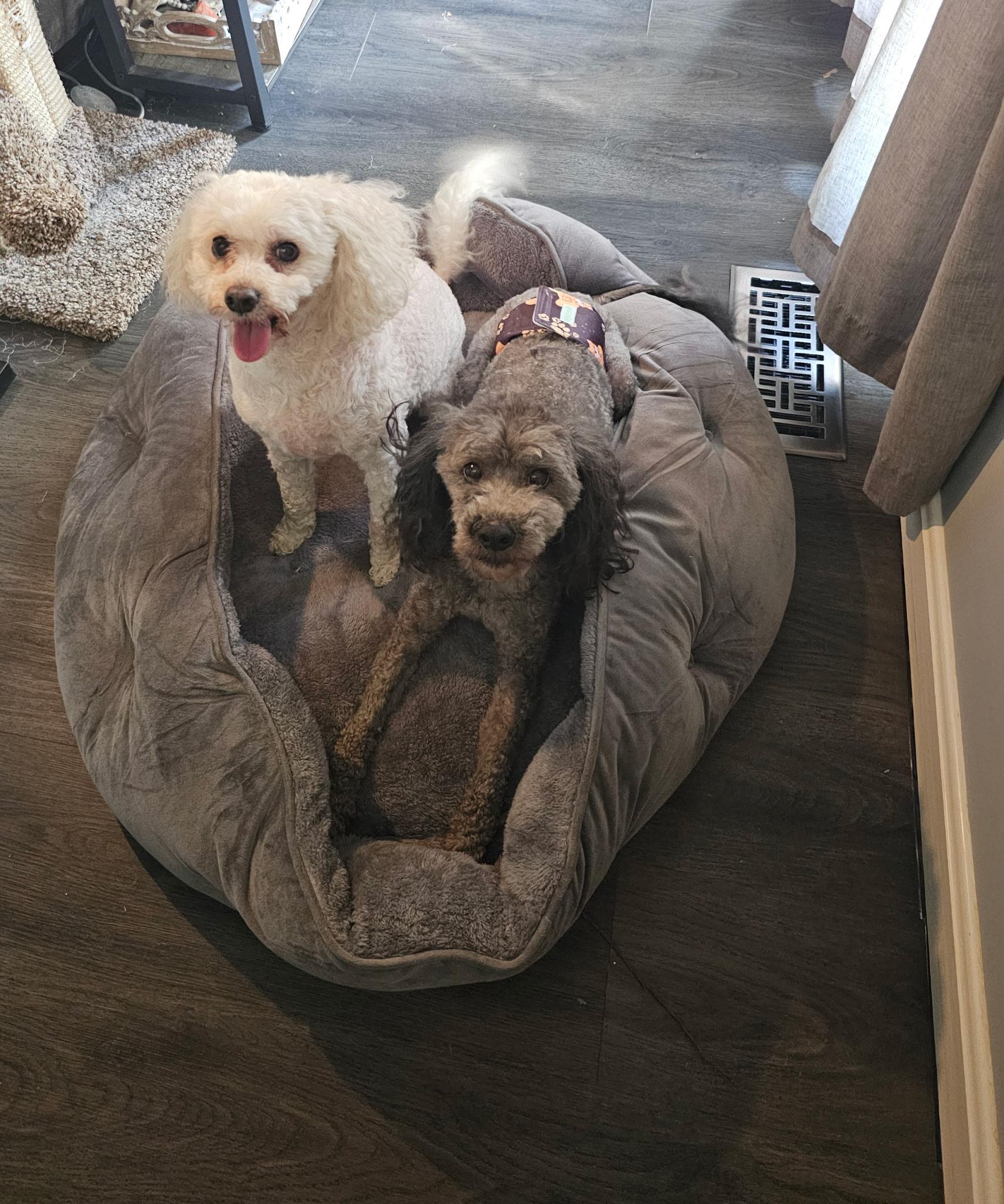 Cooper & Riley, an adoptable Maltipoo in Jeffersonville, IN, 47130 | Photo Image 4