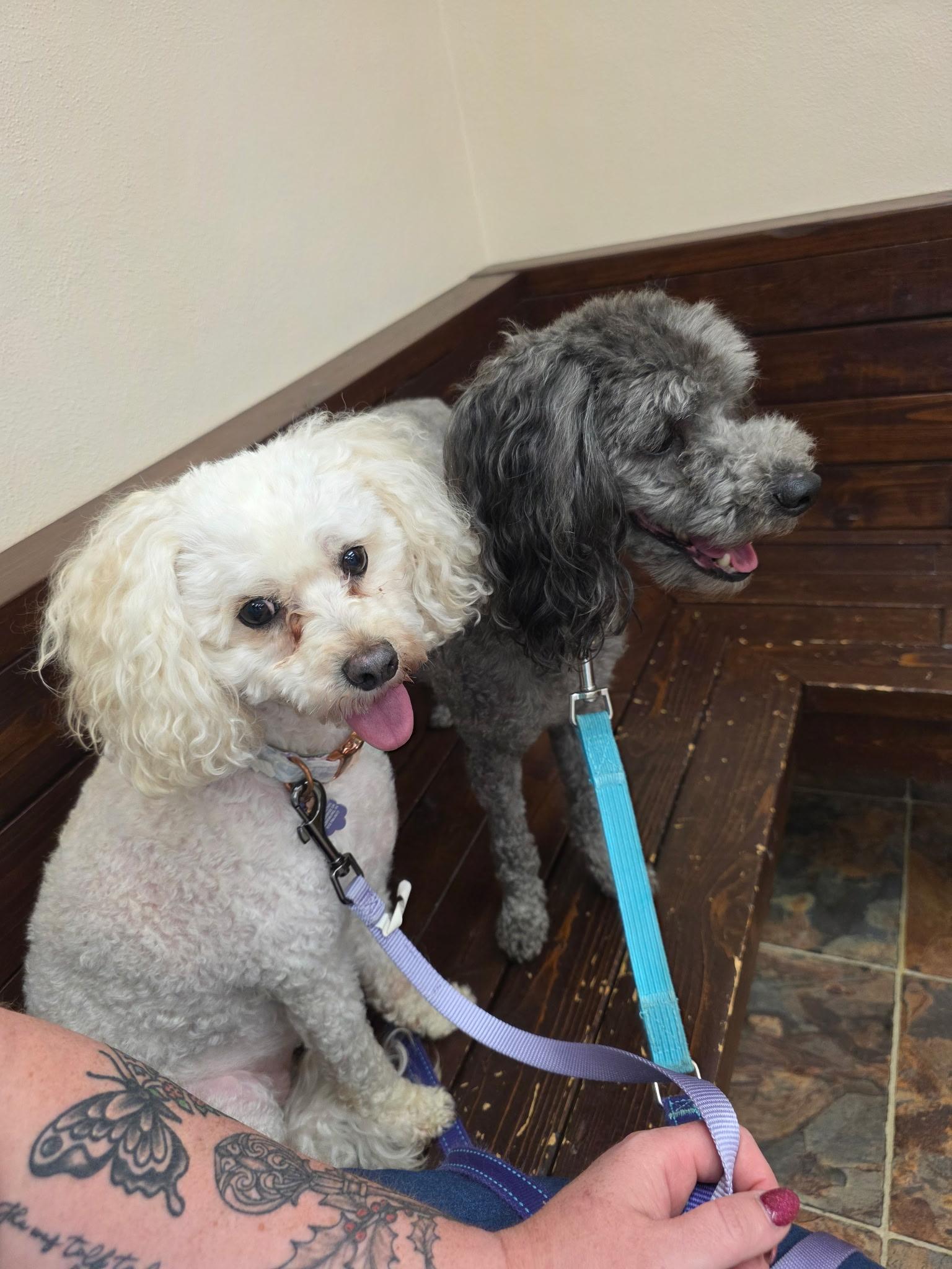 Cooper & Riley, an adoptable Maltipoo in Jeffersonville, IN, 47130 | Photo Image 2