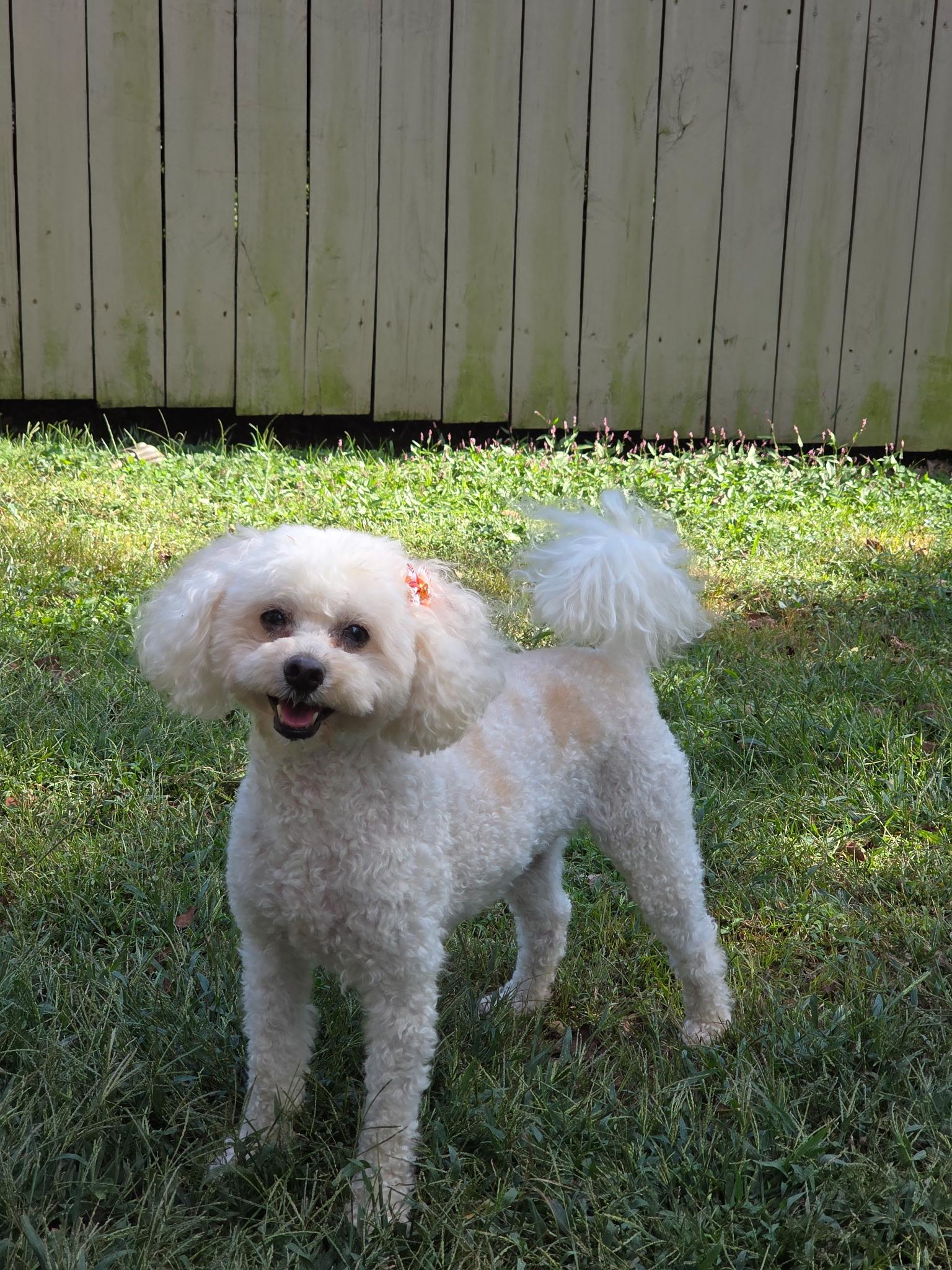 Cooper & Riley, an adoptable Maltipoo in Jeffersonville, IN image 5/6