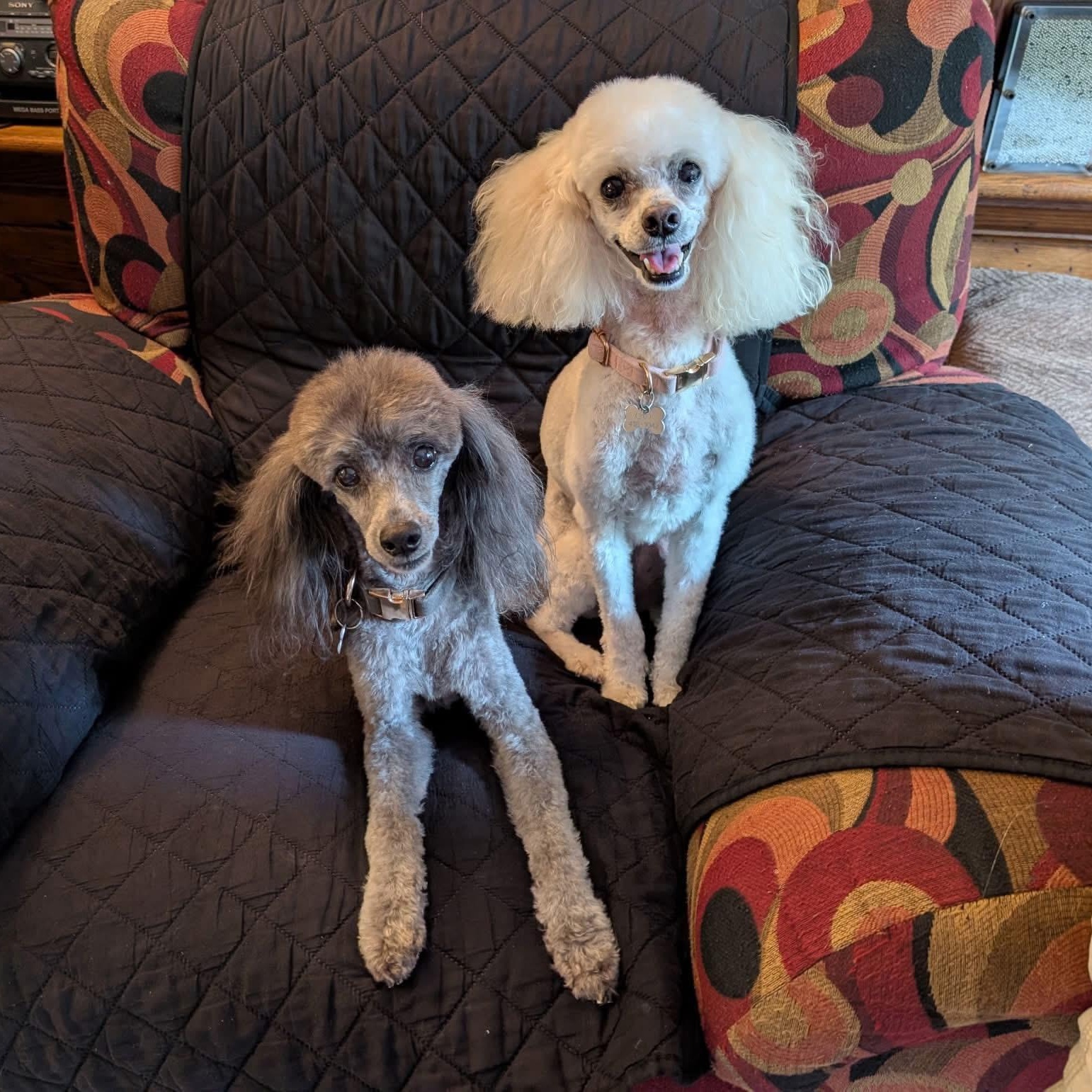 Cooper & Riley, adoptable, Senior Male Maltipoo.