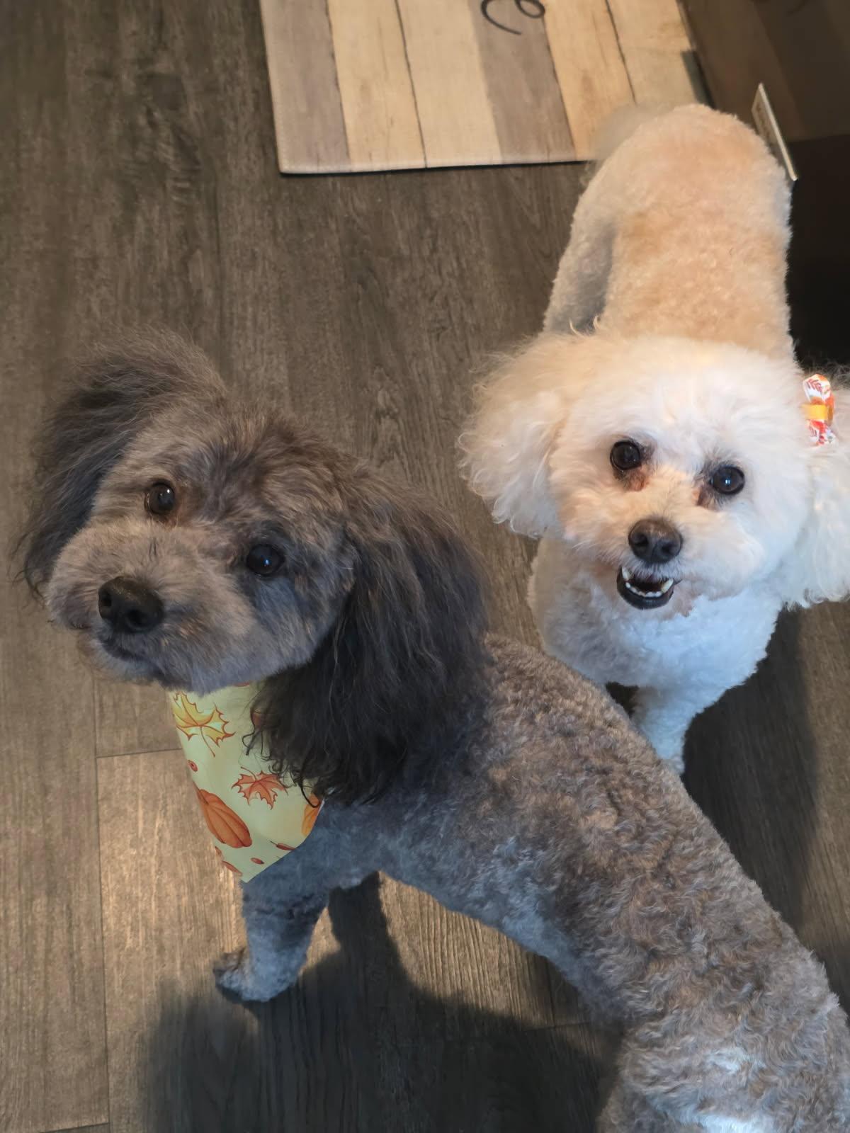 Cooper & Riley, an adoptable Maltipoo in Jeffersonville, IN, 47130 | Photo Image 1