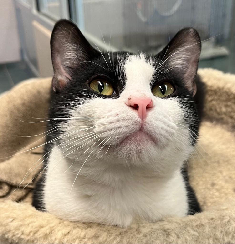 Declan, Adoptable, Adult Male Domestic Short Hair.