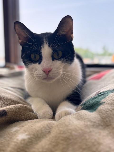 Enlarge Declan, a Adoptable mixed breed in Lima, OH image 2/3