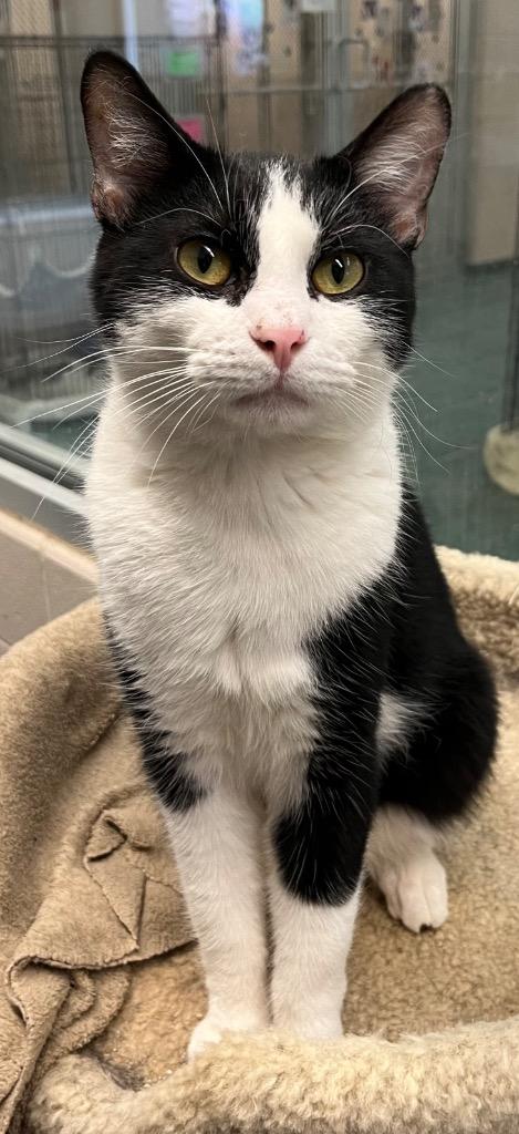 Enlarge Declan, a Adoptable mixed breed in Lima, OH image 3/3