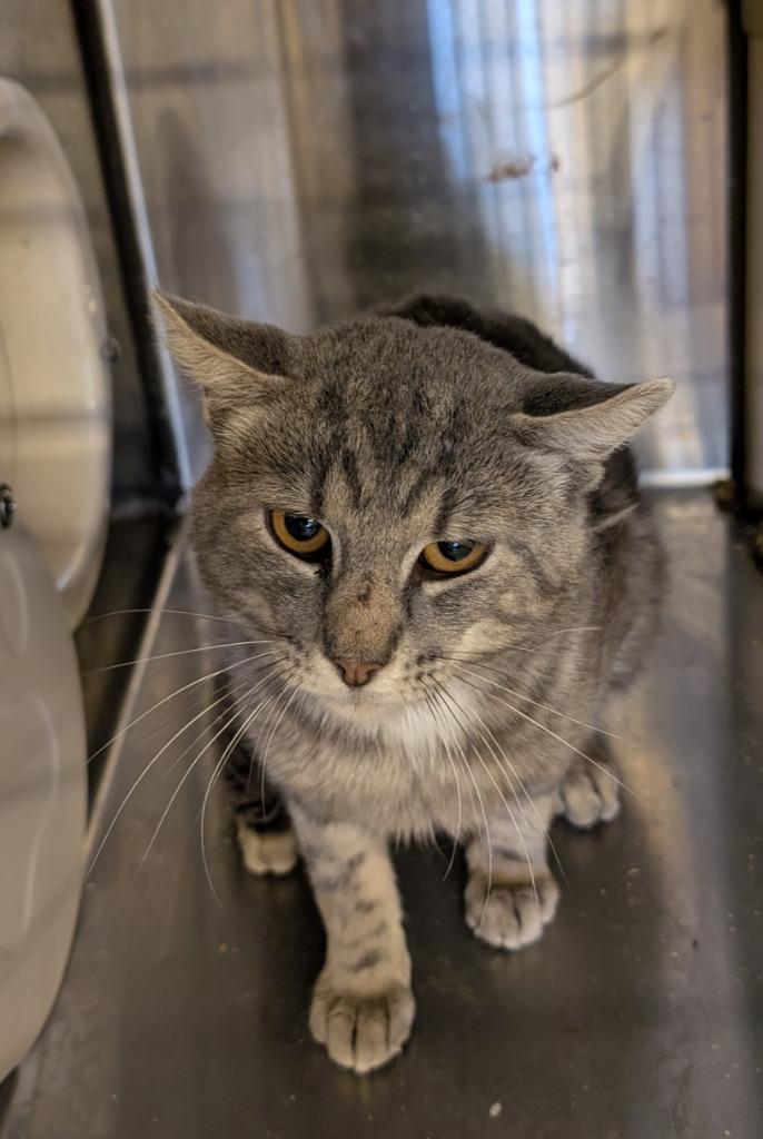 KOI, Adoptable, Adult Male Domestic Short Hair.