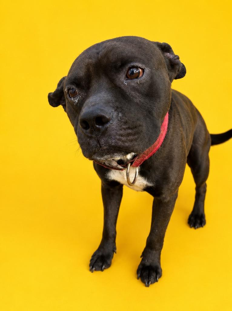 Bono, Adoptable, Young Male Pit Bull Terrier.